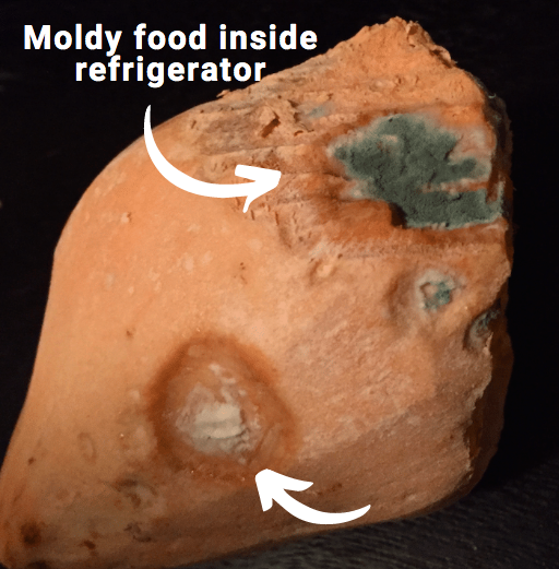 moldy food inside refrigerator