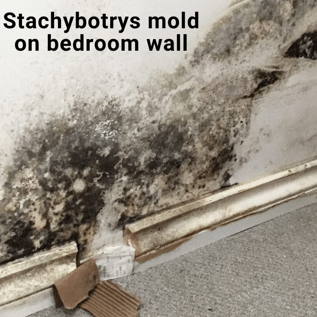 stachybotrys on bedroom wall