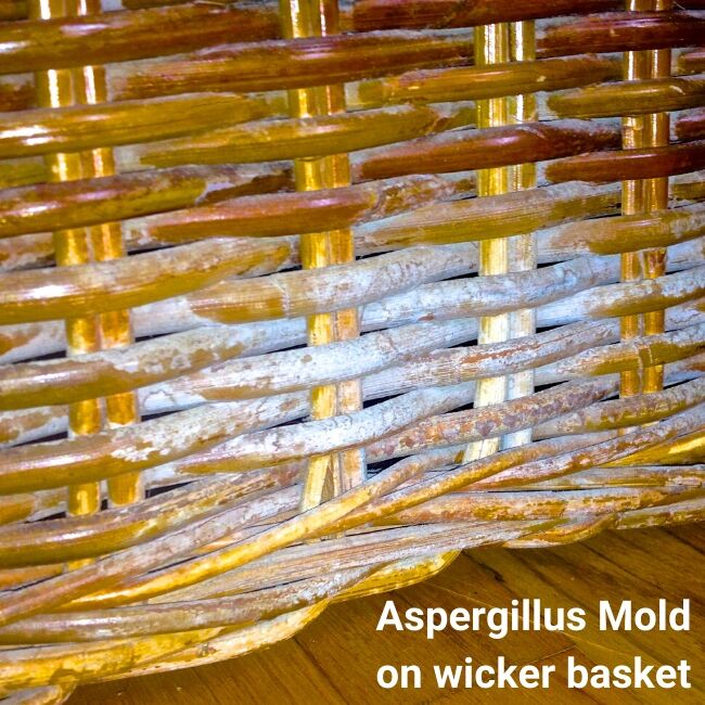 Chapter 2 – Nine Types of Mold