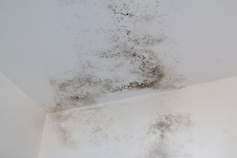 Chapter 1 – What is Mold