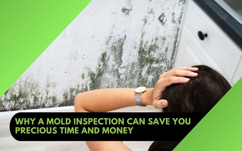 Why a Mold Inspection Can Save You Precious Time and Money